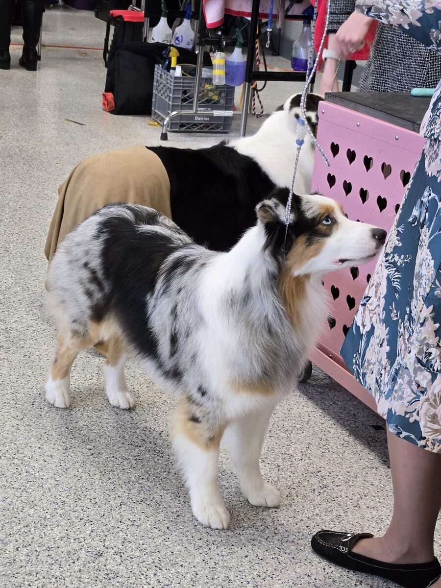 A dog getting maintenance grooming on the table at Kloud9