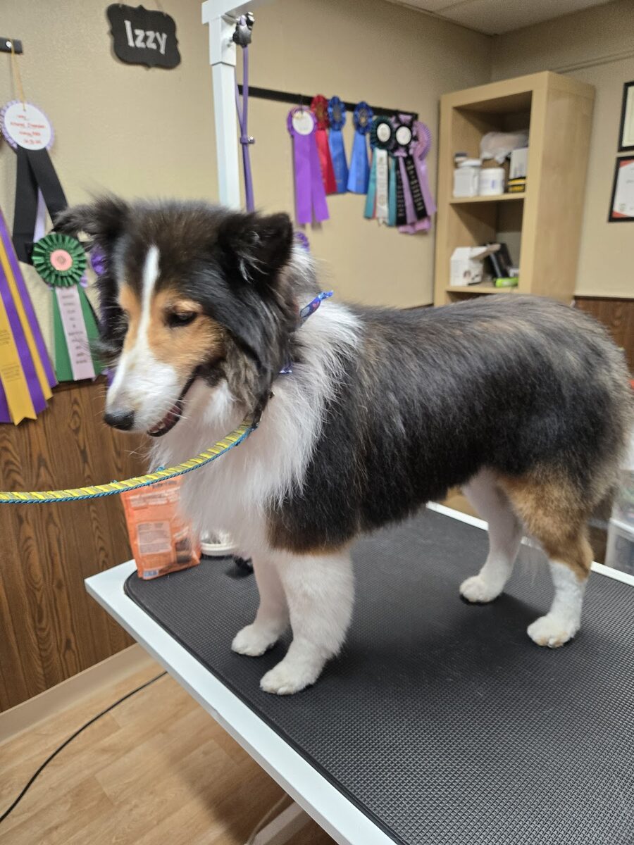 A show dog groomed by Kloud9 with award ribbons in the background