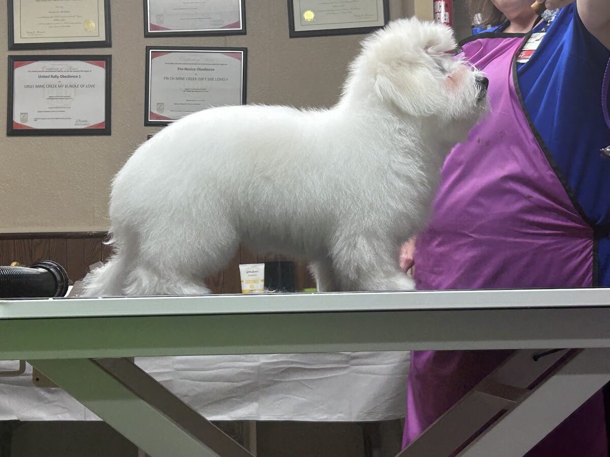 A fluffy dog on the Kloud9 table for a teeth brushing